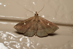 Cidariplura gladiata