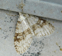 Trichopteryx carpinata