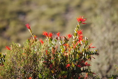 Tristerix verticillatus