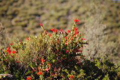 Tristerix verticillatus