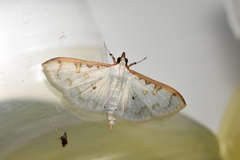 Palpita inusitata