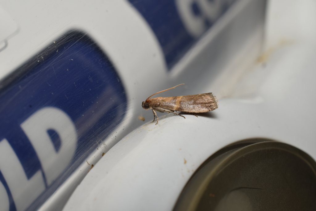 Acrobasis flavifasciella