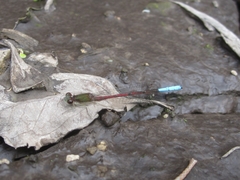 Oxyallagma dissidens