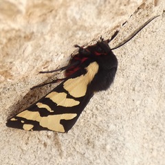Arctia angelica