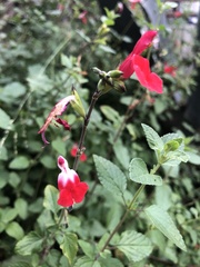 Salvia microphylla