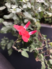 Salvia microphylla