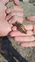 Leptodactylus mystacinus