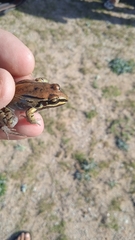 Leptodactylus mystacinus