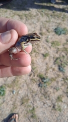 Leptodactylus mystacinus