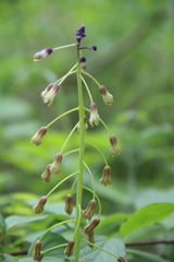 Bellevalia macrobotrys macrobotrys