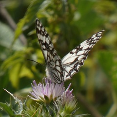 Melanargia occitanica