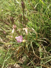 Agalinis communis