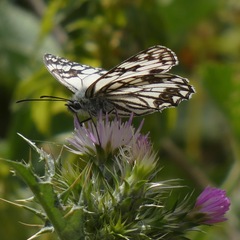 Melanargia occitanica