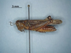 Melanoplus sanguinipes