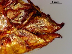 Melanoplus sanguinipes