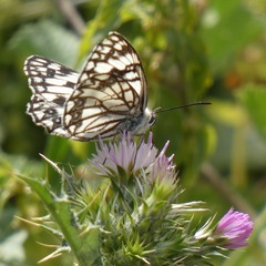 Melanargia occitanica