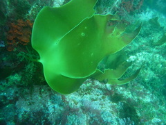 Laminaria ochroleuca