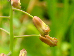 Bellevalia macrobotrys macrobotrys
