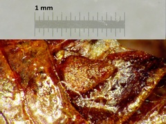 Melanoplus sanguinipes