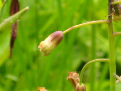 Bellevalia macrobotrys macrobotrys