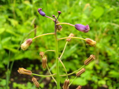 Bellevalia macrobotrys macrobotrys