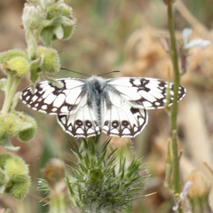 Melanargia occitanica