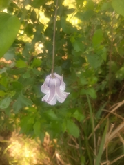 Clematis crispa