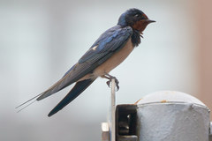 Hirundo rustica