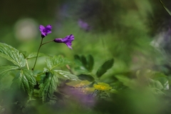 Cardamine glanduligera