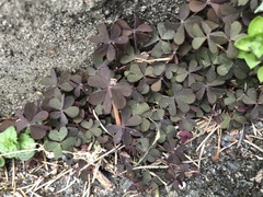 Oxalis corniculata