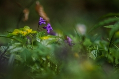 Cardamine glanduligera