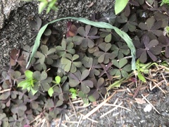 Oxalis corniculata