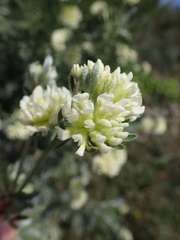 Anthyllis barba-jovis