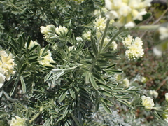 Anthyllis barba-jovis