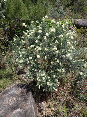 Anthyllis barba-jovis