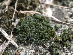 Grimmia pulvinata