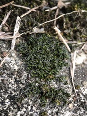 Grimmia pulvinata