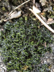 Grimmia pulvinata
