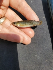Fundulus confluentus