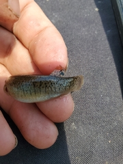 Fundulus confluentus