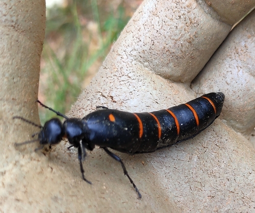 Portuguese red-striped oil beetle