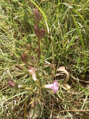 Agalinis communis