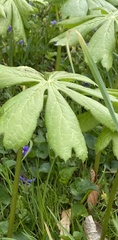 Podophyllum