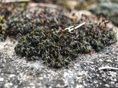 Grimmia pulvinata