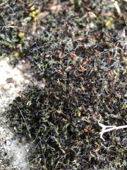 Grimmia pulvinata