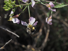 Habropoda miserabilis