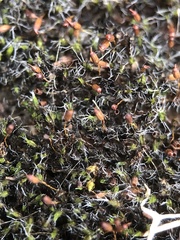 Grimmia pulvinata