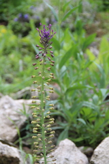 Muscari caucasicum