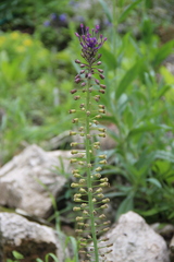 Muscari caucasicum