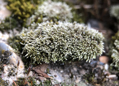 Bryum argenteum